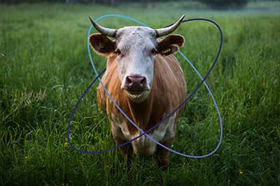 Vache dans un champ utilisant la technologie Sigfox