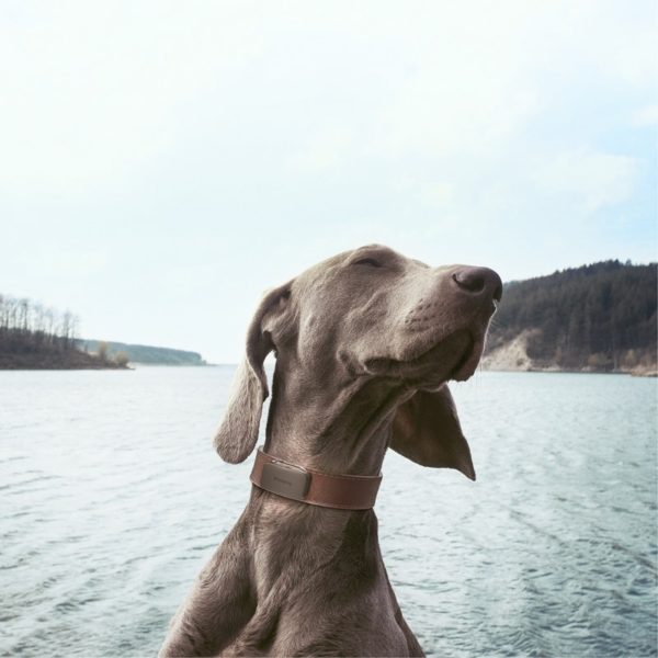 Pet Tracker | Traceur gps chien chat – Image 2