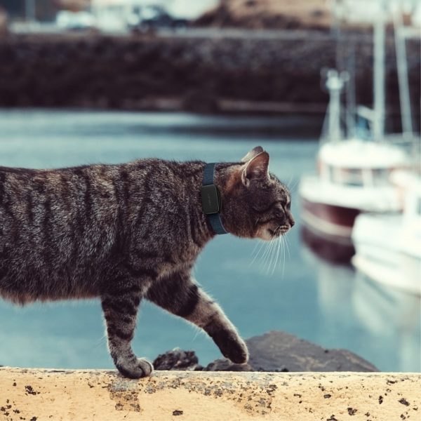 Pet Tracker | Traceur gps chien chat – Image 3