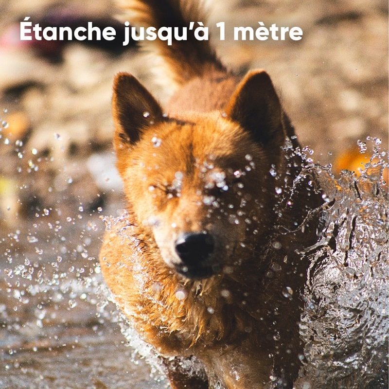 Traceur GPS chiens et chats